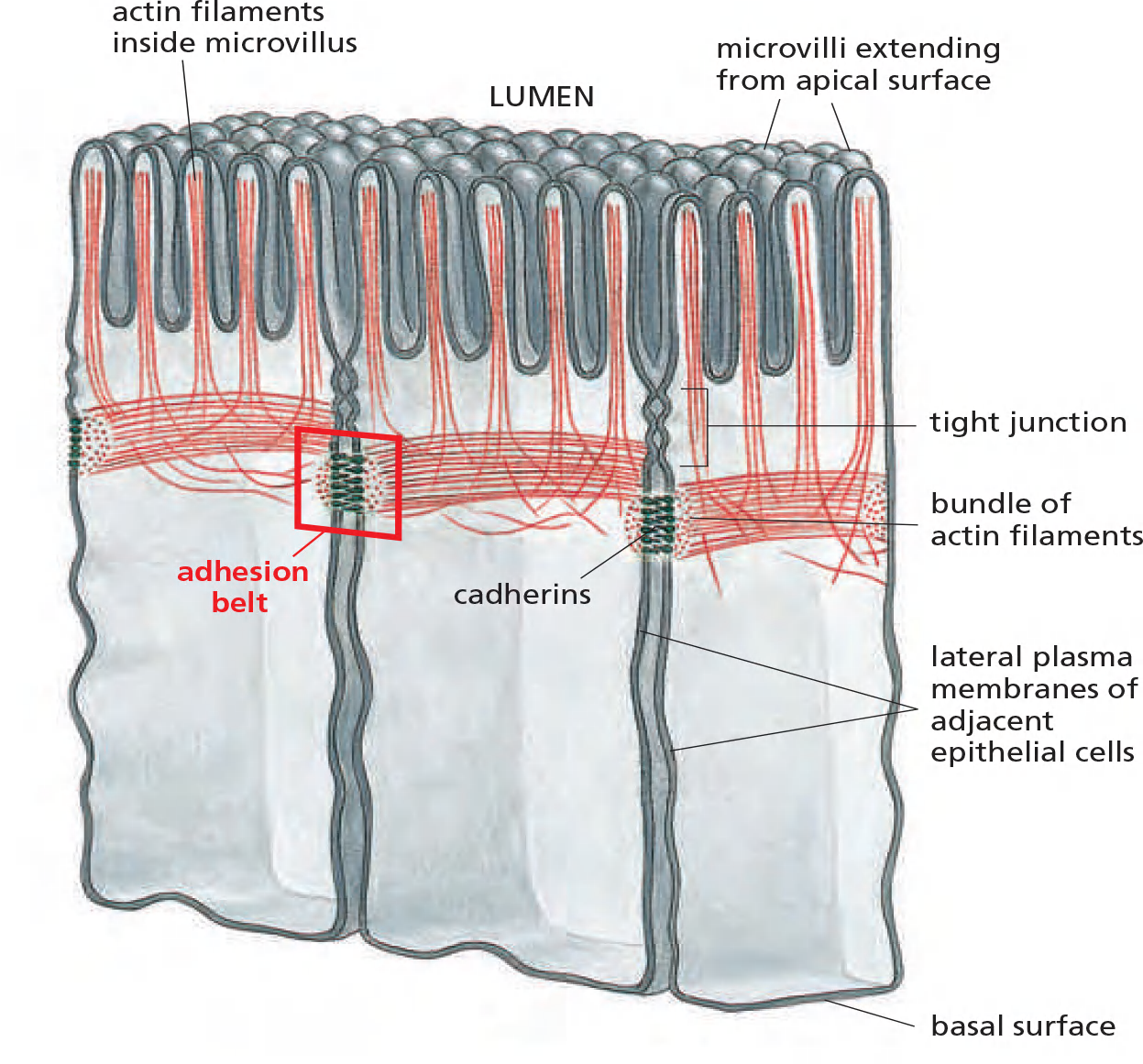 L24 Cells to tissues cellcell adhesion 鹘横海